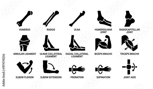 Human arm anatomy: bones, joints, ligaments, and muscles illustrated