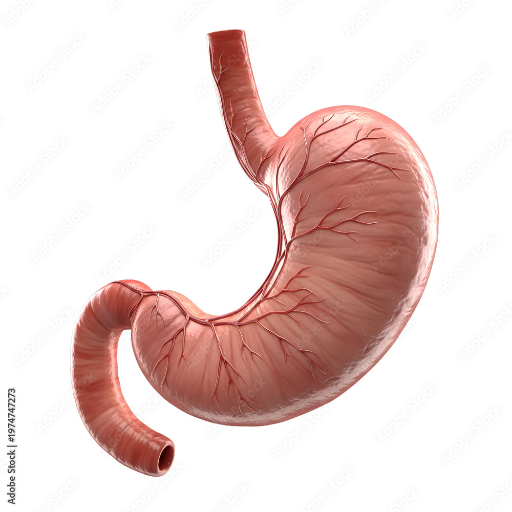 Fototapeta premium Human Stomach Anatomy Detailed Digestive Organ
