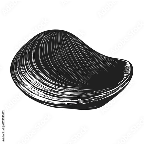 black silhouette bivalve on a white backgrounk vector