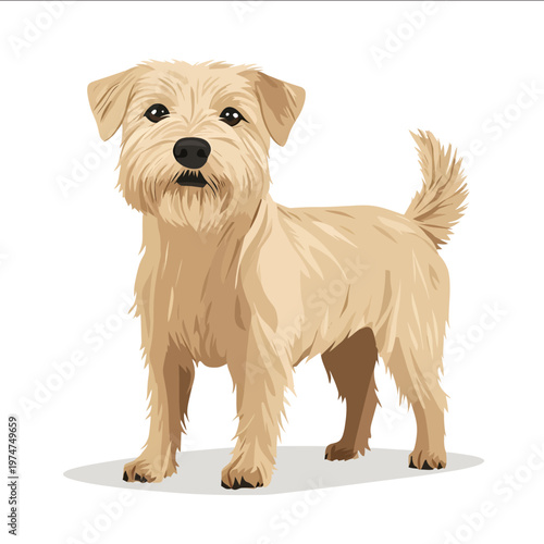 simple vector Glen of Imaal Terrier clipart illustration white background vector art style simple design flat illustration no shadows