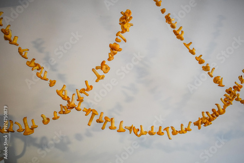 Dried chanterelle mushrooms hanging on string, natural food preservation