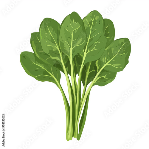 simple vector spinach clipart illustration white background vector art style simple design flat illustration no shadows