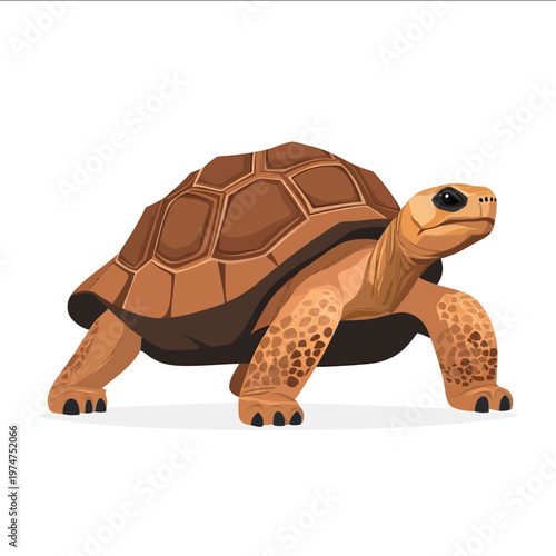 simple vector ploughshare tortoise clipart illustration white background vector art style simple design flat illustration no shadows