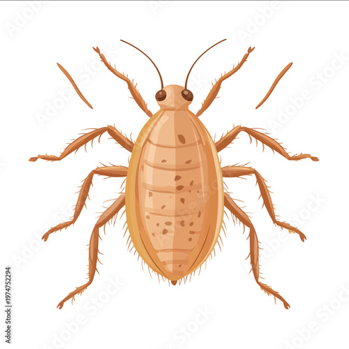 simple vector lice clipart illustration white background vector art style simple design flat illustration no shadows