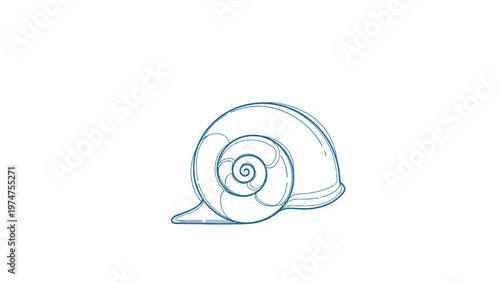 Delicate blue line art illustration of a spiral snail shell isolated on a white background representing nature and sea life collections.