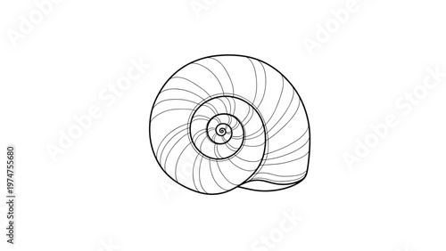 Detailed black and white line drawing of a spiral snail shell with concentric circular lines on a plain white background.