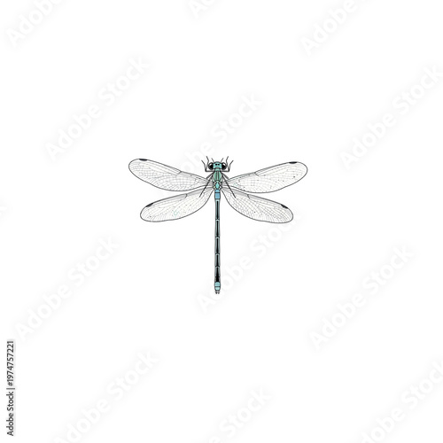 Dragonfly insect with transparent wings flying.