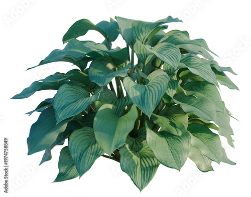 Tableau sur toile Hosta tree, elevation, front view, cutout, transparent background, isolate, Eleg