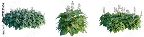 Fotografija Hosta tree, elevation, front view, cutout, transparent background, isolate, Vibr