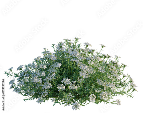 Photography Iberis sempervirens tree, elevation, front view, cutout, transparent background,