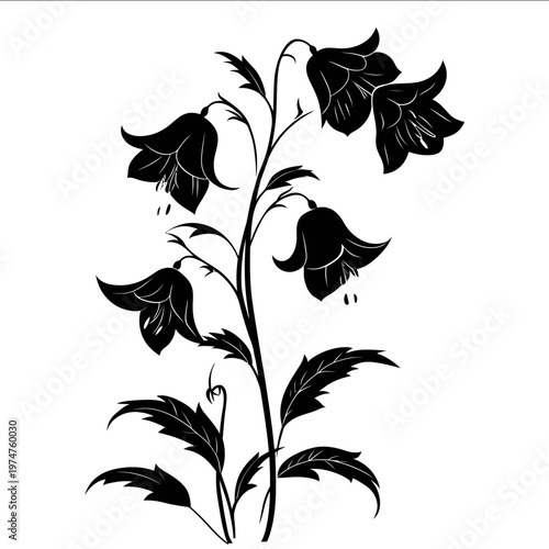 black silhouette bellflower on a white backgrounk vector