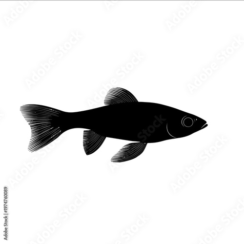 black silhouette minnow on a white backgrounk vector