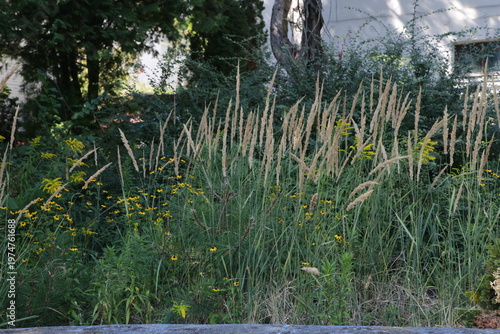 Weeds in the yard of the house.