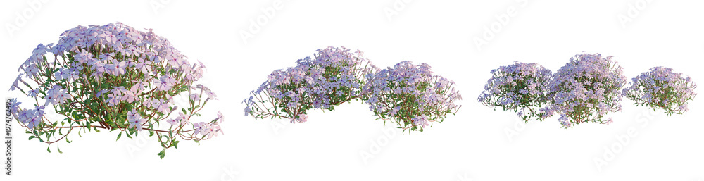 Fototapeta premium Phlox stolonifera tree, elevation, front view, cutout, transparent background, isolate, Delicate Purple Lavender Sprigs on a Branch, Perfect for Floral Design and Creative Projects