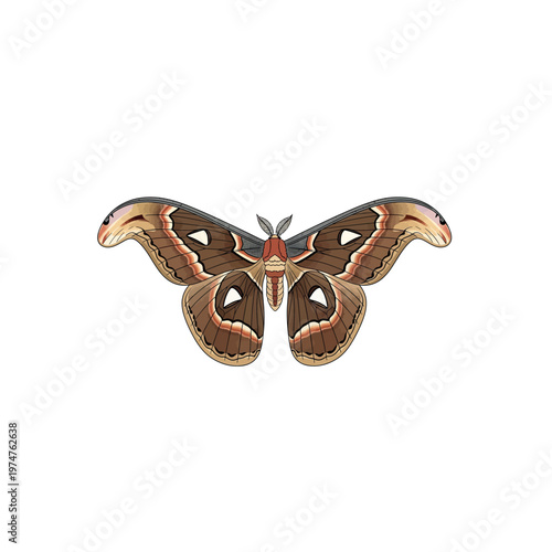 Large colorful moth with open wings.