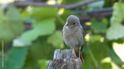 Wildlife - Birds. The black redstart (Phoenicurus ochrurus) bird lives on rocky slopes, upland villages and cities. They are mostly found at high altitudes, but in winter they descend to the seashore.