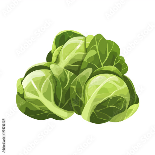 simple vector Brussels sprouts clipart illustration white background vector art style simple design flat illustration no shadows