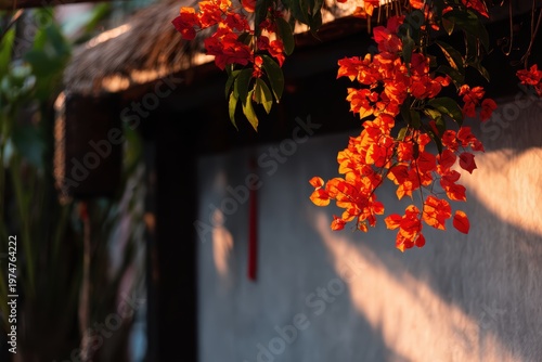 午後にはシンプルな壁のそばに明るいオレンジ色の花が咲きます