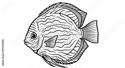 Discus Fish Vector Illustration, Exotic Round Tropical Fish for Aquarium and Pet Design