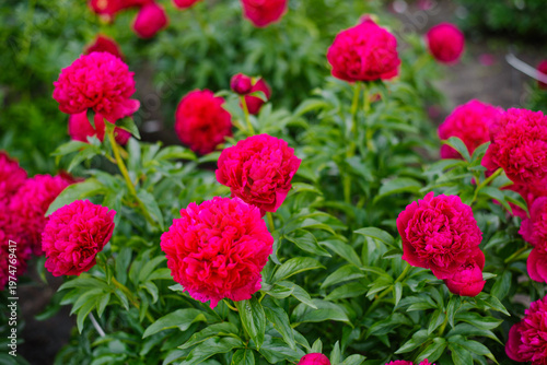 Bild auf Leinwand Lush Magenta Peony Howard R Watkins Blooming in Garden
