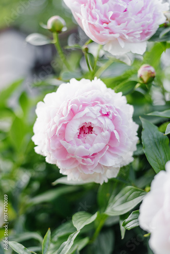 Obraz na plátně Sarah Bernhardt Peony Blooms in Soft Sunlight