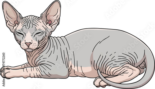 Bambino Cat lying down relaxed resting pose side view illustration