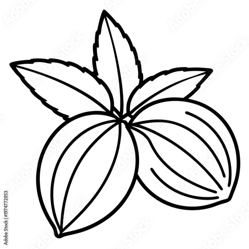 Stevia line art vector