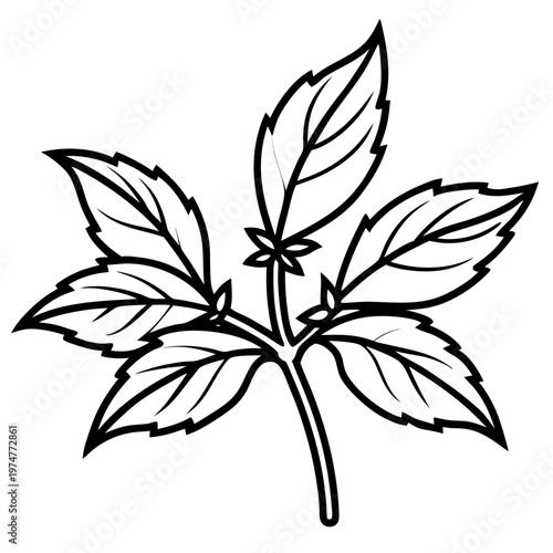 Stevia line art vector