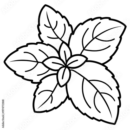 Stevia line art vector
