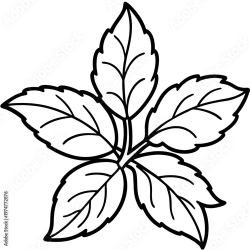 Stevia line art vector