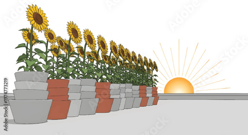Sunflowers in pots on a rooftop with sunset background