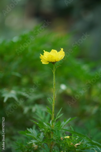 A solitary yellow flower blooming amidst lush green foliage under a cloudy sky
