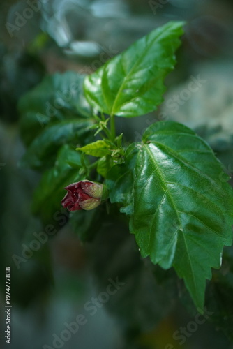 Misty forest scene with a hint of a waterfall and blooming flowers
