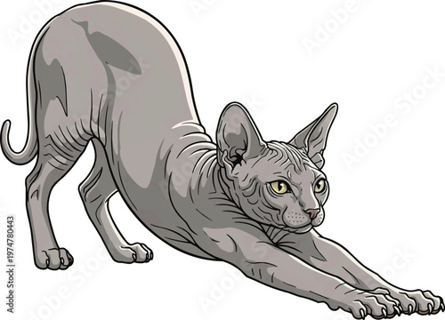 Bambino Cat stretching relaxed yoga pose vector illustration