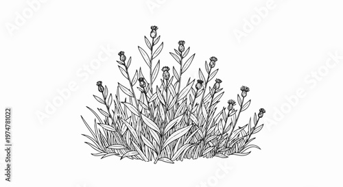 A detailed black and white sketch of a wild grass clump with small round flower buds