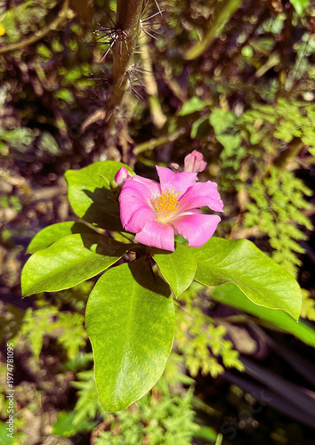 Pereskia Grandifolia