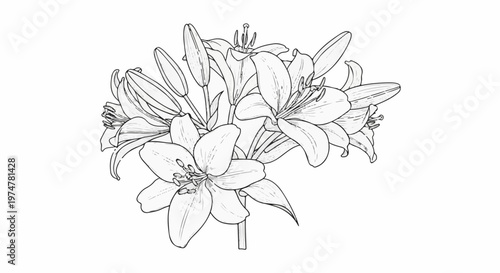 Delicate line art sketch of blooming lily flowers and buds on stems