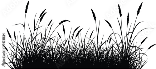 Wild grass and reeds silhouettes isolated on white background, natural meadow vegetation with detailed blades and seed heads for landscape, nature, and botanical design use