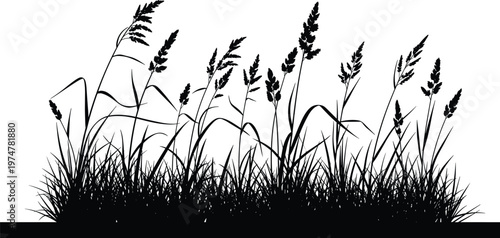 Wild grass silhouettes with meadow plants isolated on white background, natural field vegetation with detailed blades and stems for landscape, nature, and botanical design use