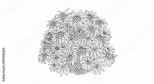 Detailed sketch of a dense cluster of flowering branches with berries