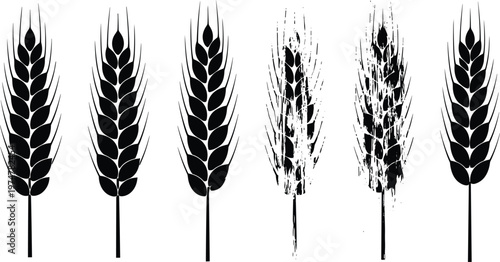 Black and white wheat ear silhouettes set with grunge variations isolated on white background agricultural grain illustration rustic cereal crop design