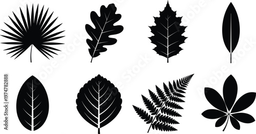 Collection of leaf silhouettes isolated on white background, various botanical shapes including palm, oak, maple and fern, natural foliage elements for design, decoration, and eco themes