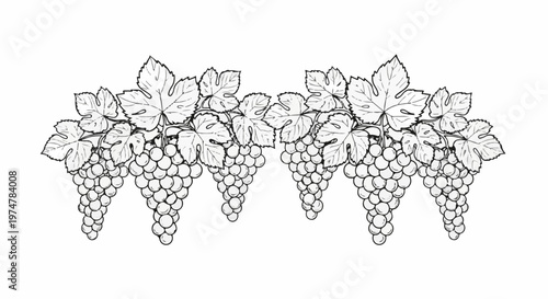 Five bunches of grapes hang from leafy vines against a white background
