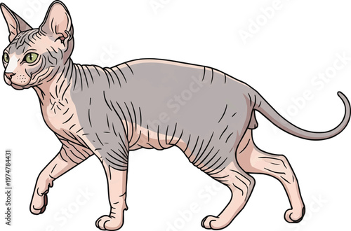 Bambino Cat walking side profile view relaxed movement pose