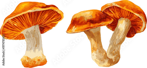 2 sets of mushrooms with a brown cap and orange gills, clip art isolated on a white background, in the style of watercolor