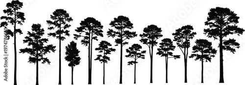 Set of tall pine tree silhouettes isolated on white background, forest skyline with various conifer shapes, natural woodland landscape elements for outdoor, nature, and environmental design use