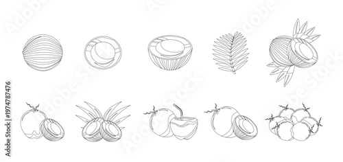 Set of hand-drawn coconut illustrations with whole and halved coconuts and palm leaves, for tropical designs and healthy food concepts, vector illustration.