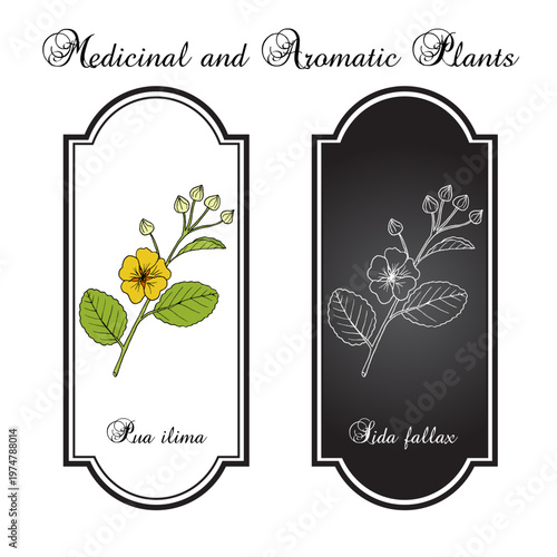 Pua ilima, (Sida fallax), state flower of the island of Oahu Hawaii. Hand drawn botanical vector illustration