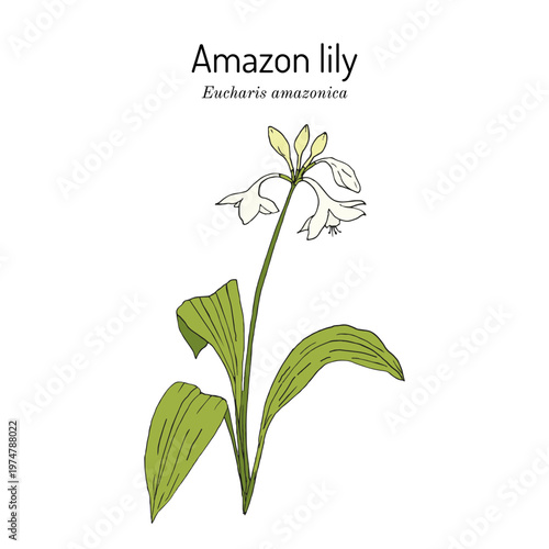 Amazon lily (Eucharis, or Urceolina amazonica), ornamental plant. Hand drawn botanical vector illustration
