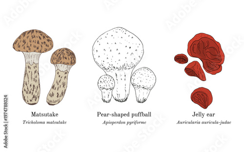 Collection of edible and medicinal mushrooms. Hand drawn botanical vector illustration